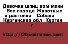 Девочка шпиц пом мини - Все города Животные и растения » Собаки   . Курганская обл.,Курган г.